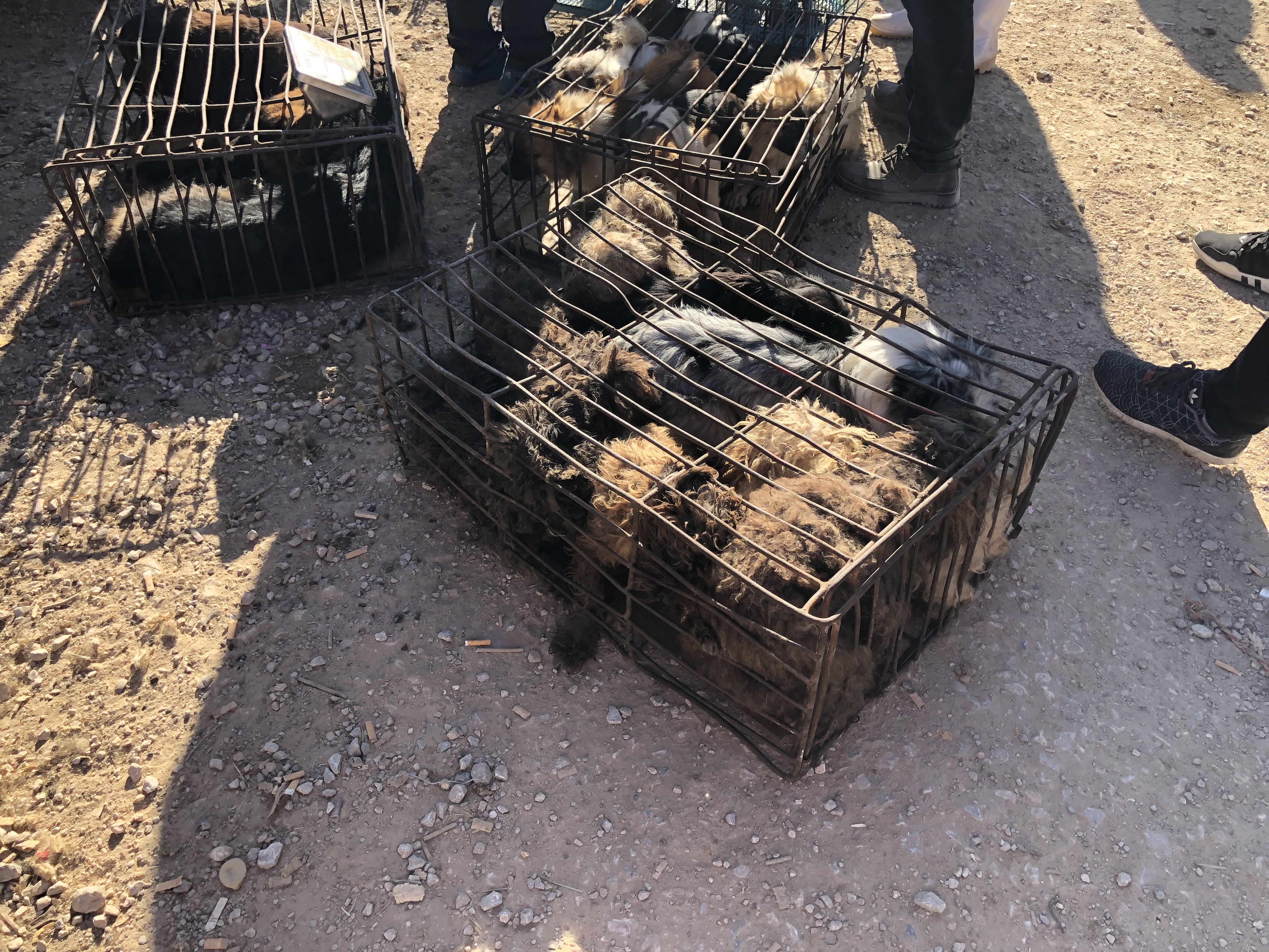 狗市的狗贩子收狗都卖哪了,狗市场出售肉狗价格是多少