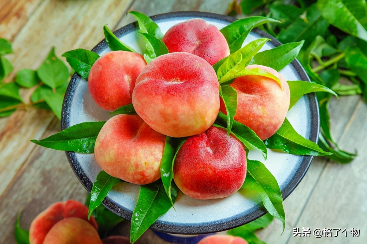 世上最长寿的动植物,古老有寓意的动植物
