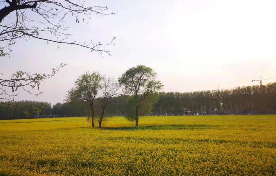北京4月踏青的地方丰台区有哪些,丰台踏青好去处