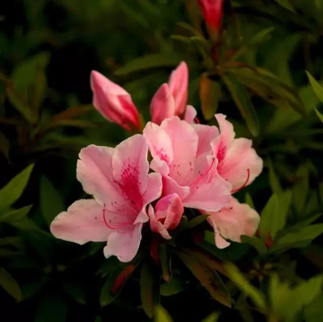 中国十大名花惊艳千年,中国十大名花美极了