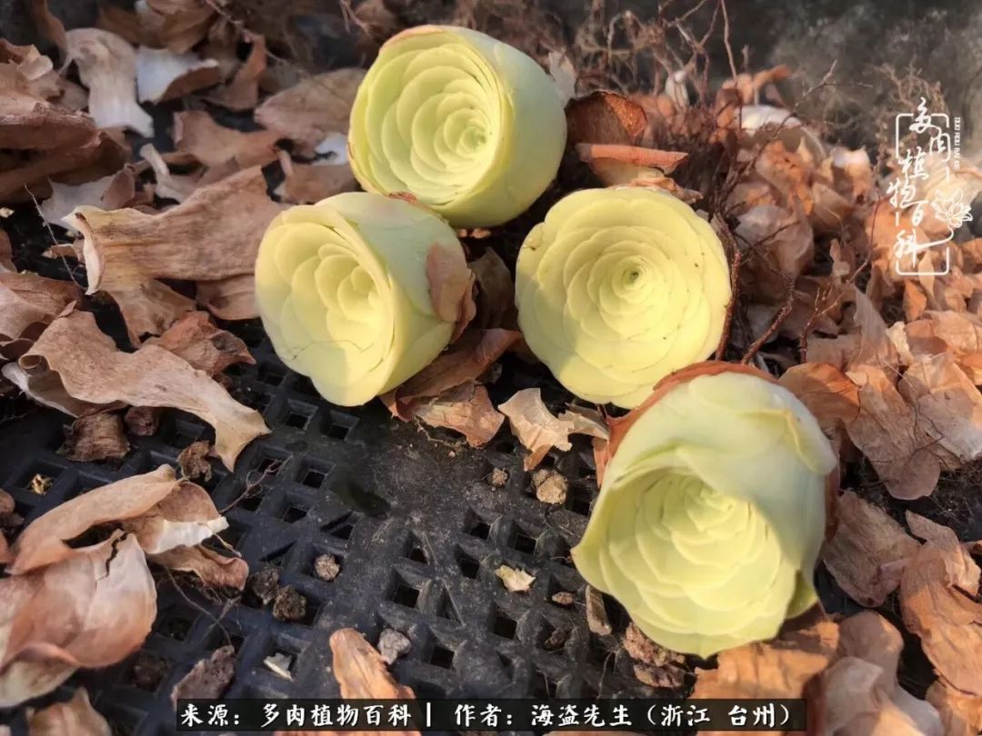 黄玫瑰这么美的风景惊艳到你了吗,优雅漂亮的黄玫瑰图片