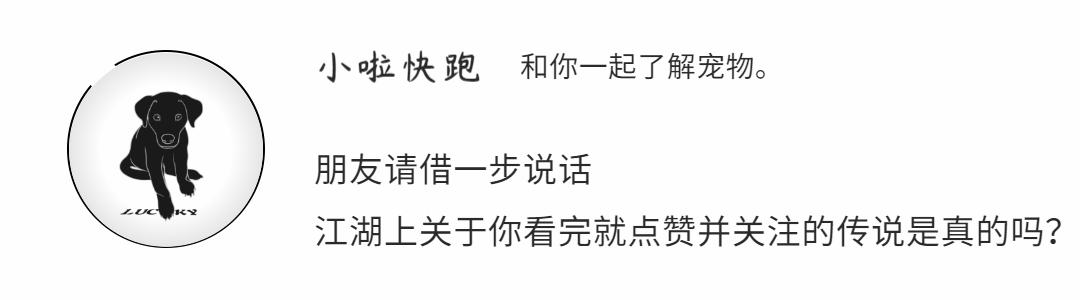 猫有多大概率有狂犬病,猫的常见皮肤病有哪些