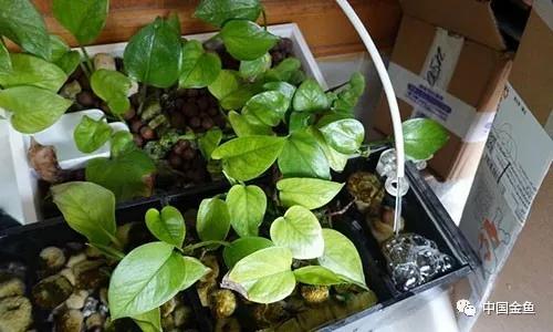 原来这么好用的养鱼装备,制作懒人养鱼必备神器