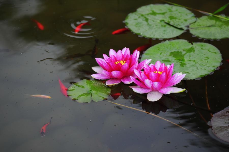 漂亮的水缸可以养什么植物,家里的大缸养鱼