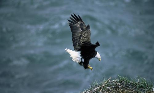 高空捉虫，水下捕鱼，还能看到紫外线，鸟类的眼睛里藏着什么秘密