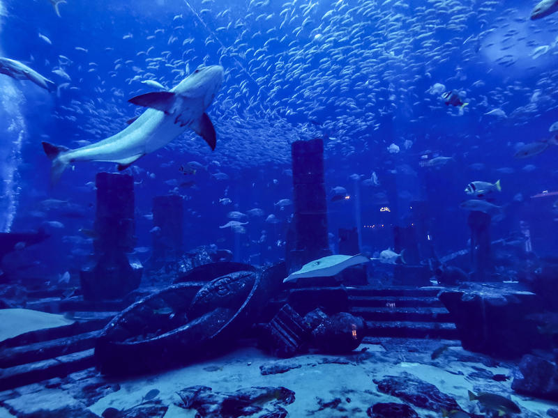 从天空到海洋到大地的视频,从天空到海底绘本
