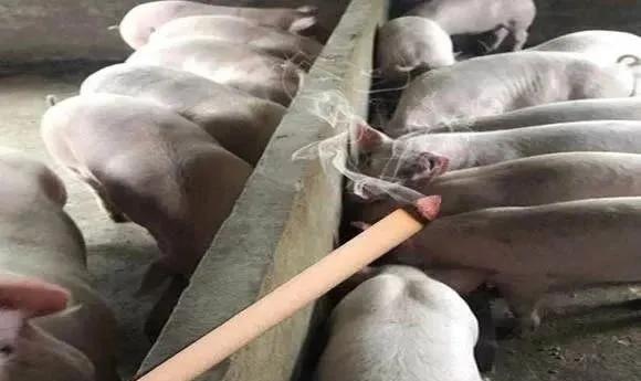 猪场应该用哪种方法灭蚊子,猪场蚊子怎么驱