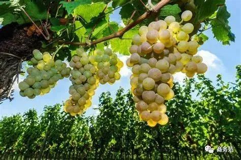 世界上超贵的起泡酒,世界著名起泡酒