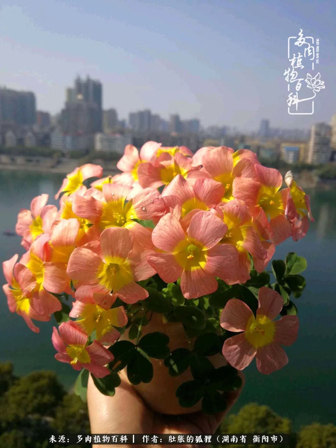 多肉用大盆养好还是用小盆养,多肉用石子养好还是用土养好