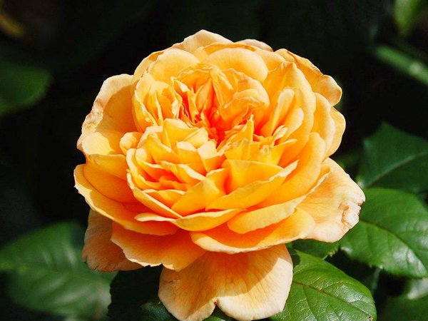 庭院小型藤本月季推荐,适合阴面阳台的3款藤本月季