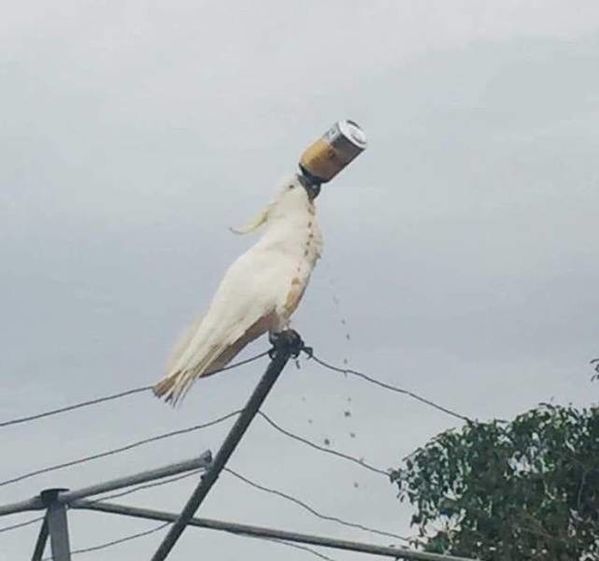 一进门就看见小蜜蜂在追着神奇女侠