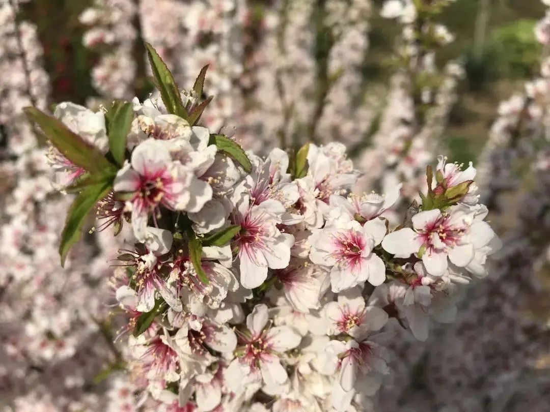 浐灞旅游一号线站点,家门口坐车去旅游真方便