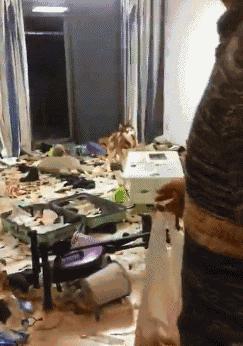 搞笑gif开心一刻单身也挺好,搞笑gif开心视频