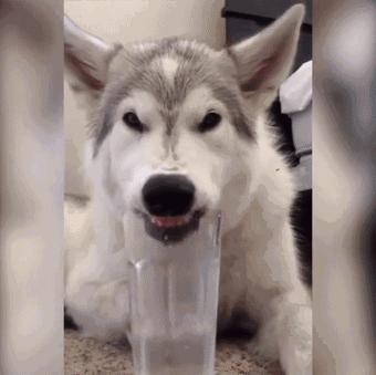 狗狗保护肾脏该吃什么狗粮,狗肾病吃什么狗粮