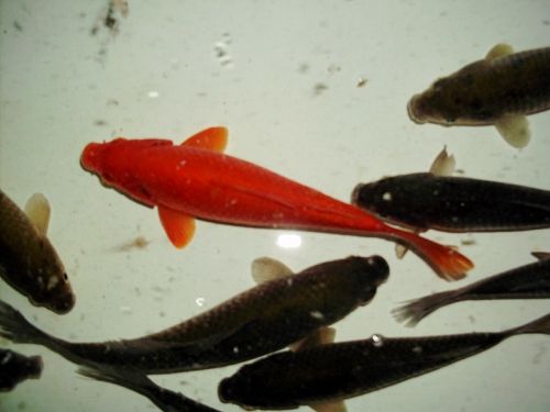 小金鱼要怎么才能养好,小金鱼怎么才能养好