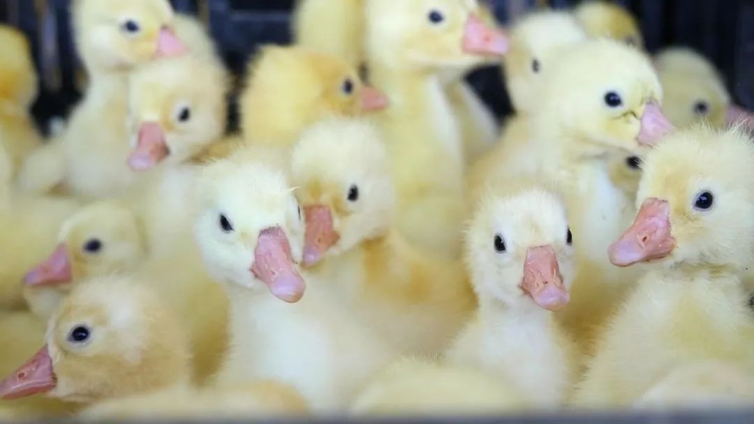 提高产品的附加值有哪些措施,提升产品价值增加附加值