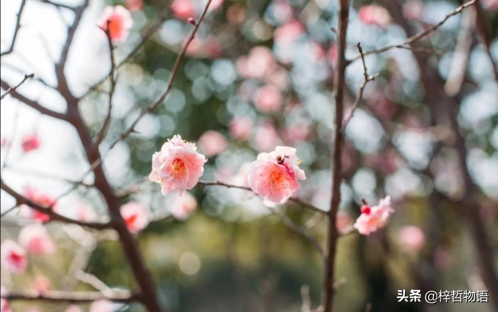 厚黑学鬼谷子的精髓是什么,厚黑学十句话读懂成功的核心