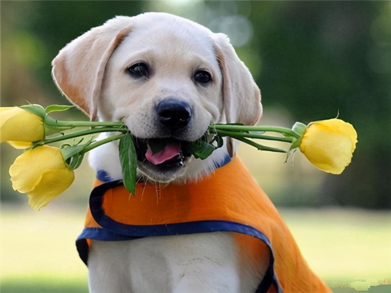 主人,虽然你弃我而去,但我不怨恨你—来自一只狗狗的自白。2