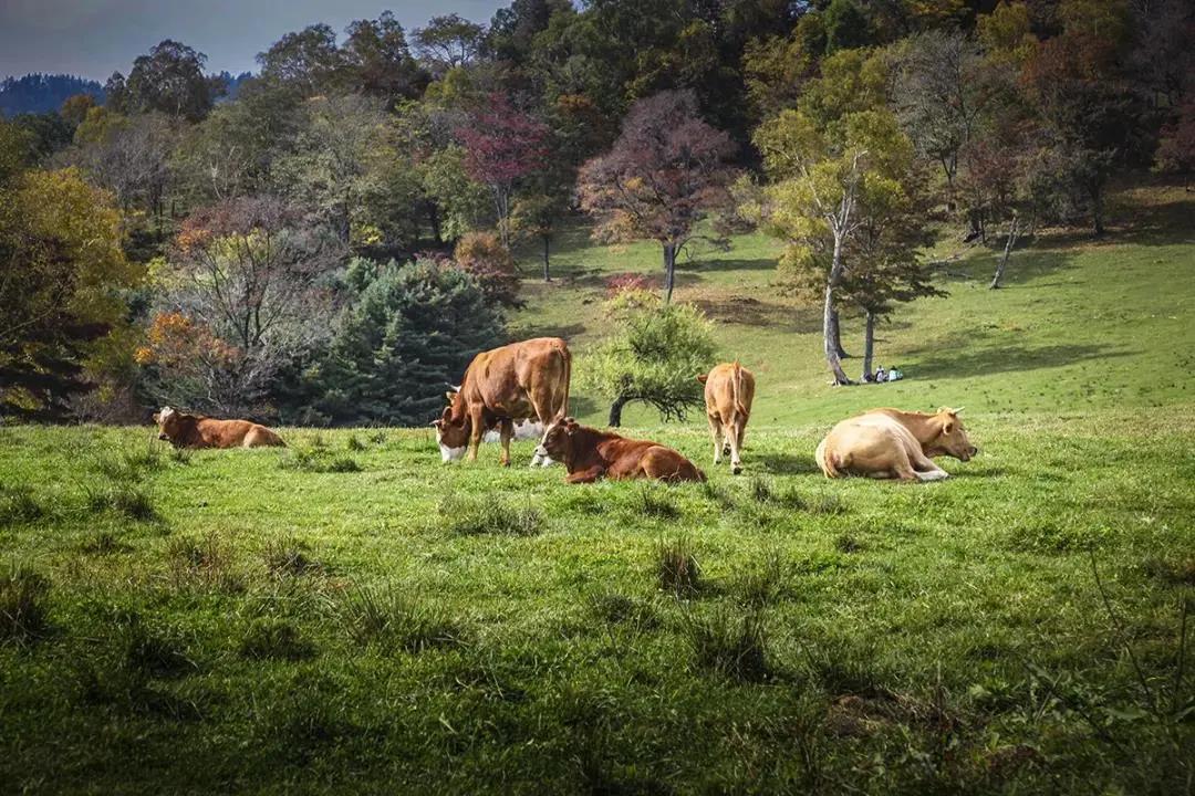 旅游景点畅玩团购,景点游玩优惠团购