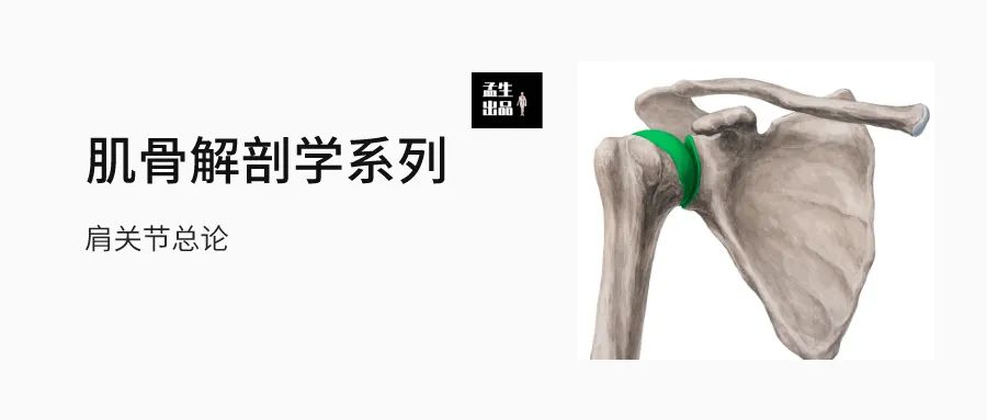 肩锁关节脱位等级及图片,解剖学肩关节