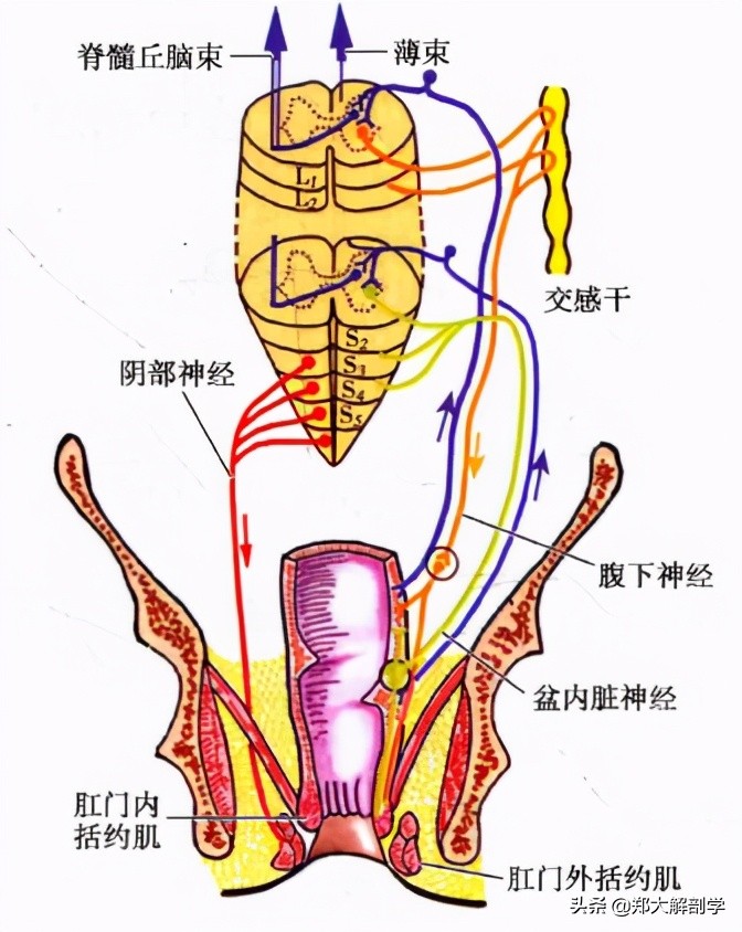 呼吸系统消化系统神经系统的组成,消化器官的神经支配图片