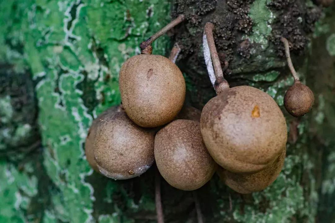 他的工作是厨师的英文,他的工作是什么英文句子