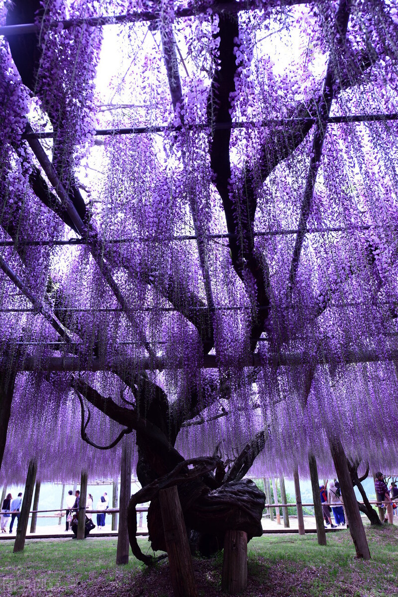 惆怅春归留不得抒发了什么感情,惆怅春归