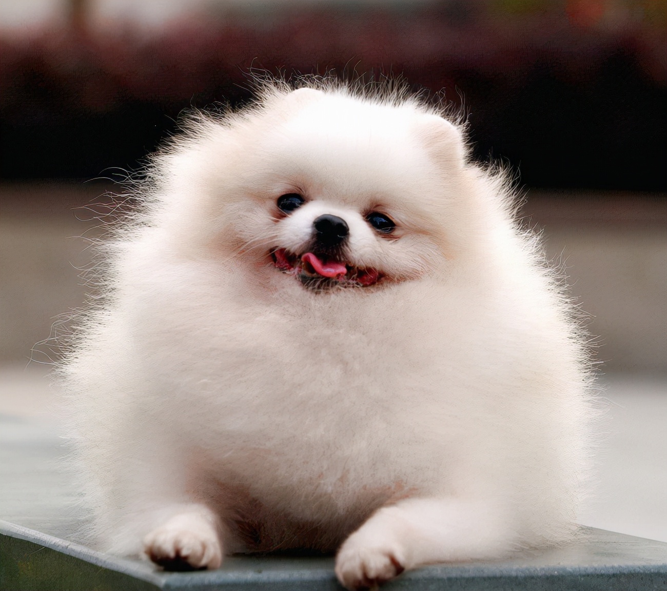 博美犬最害怕的五件事,博美犬六大禁忌有什么