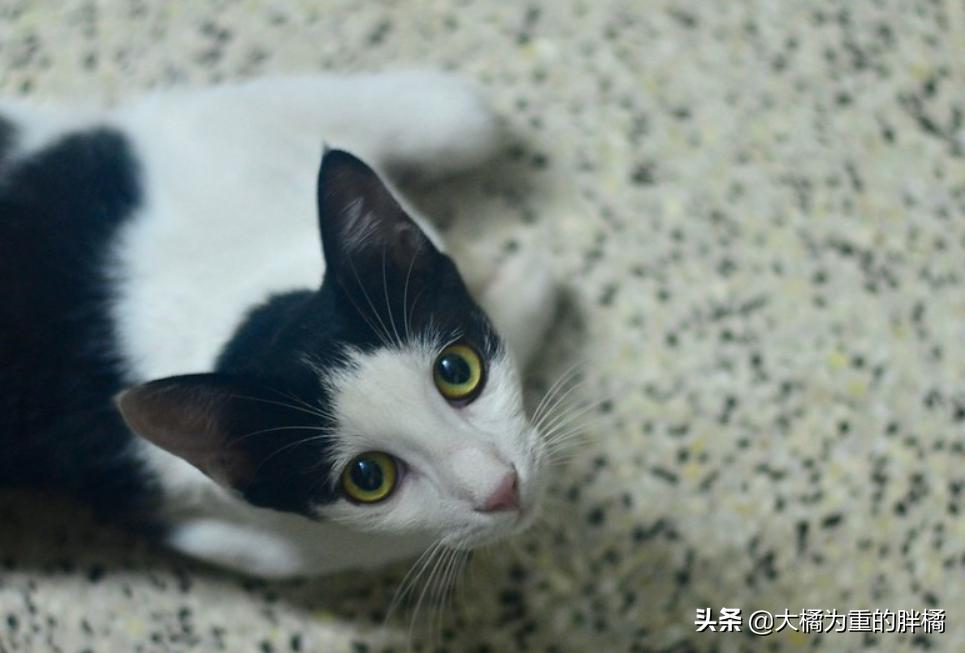 猫咪特别抵触喂东西,猫咪为什么会抵触猫窝