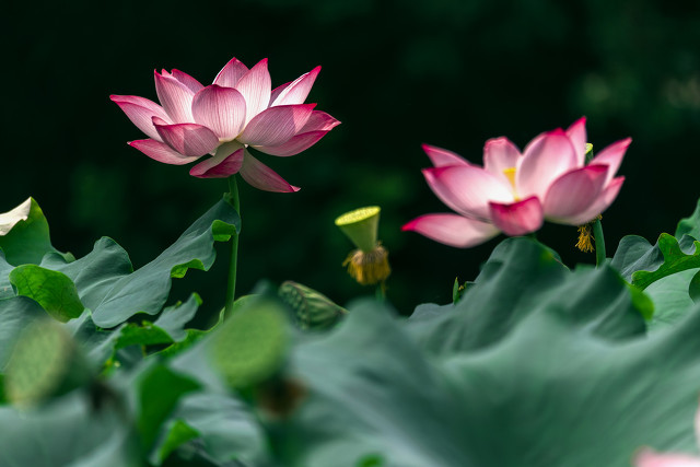 喜欢“水中花”就养这4种,一年四季有花赏,个个都很“仙”