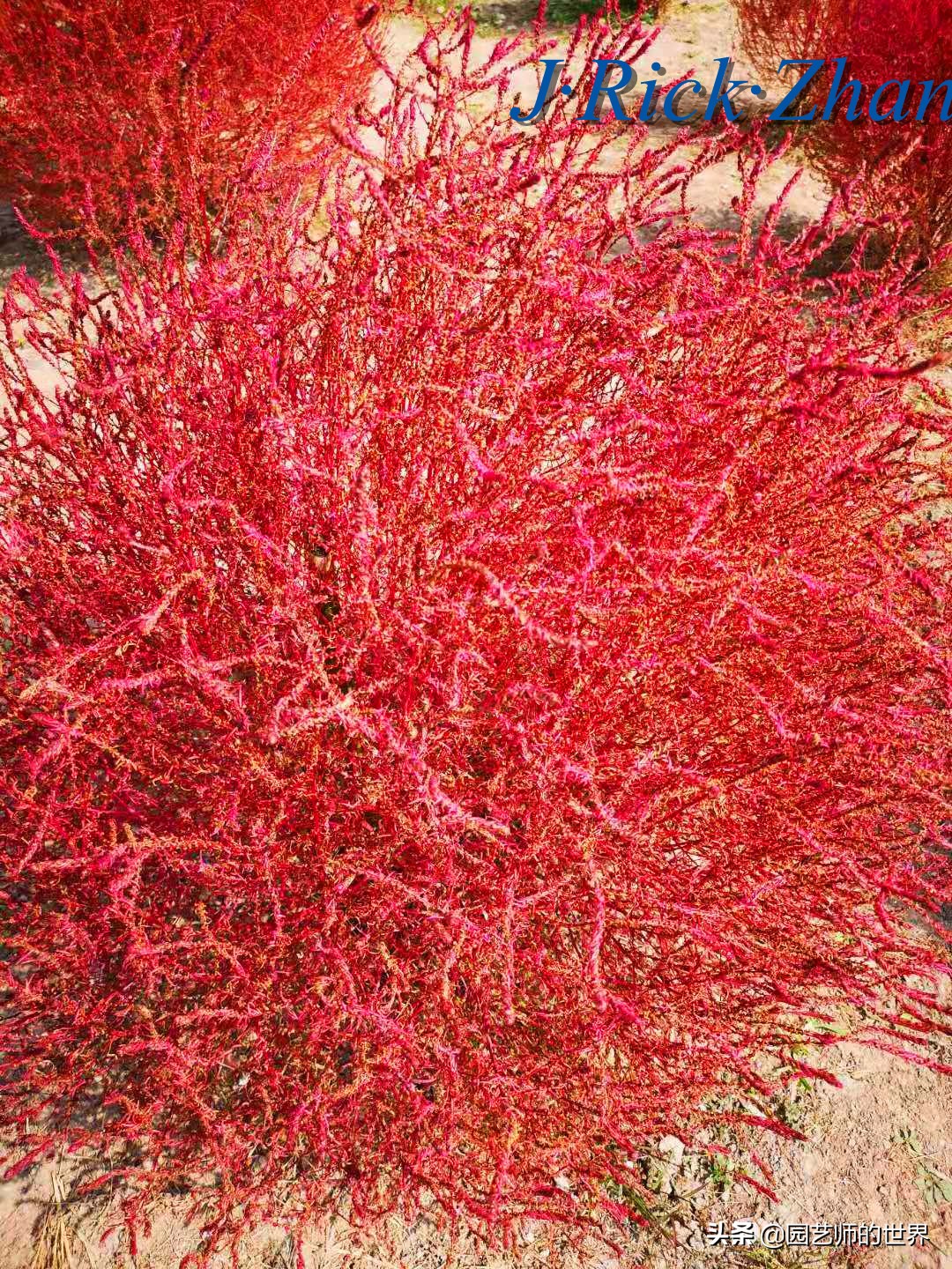 红色地肤草的种植方法,红地肤怎么养