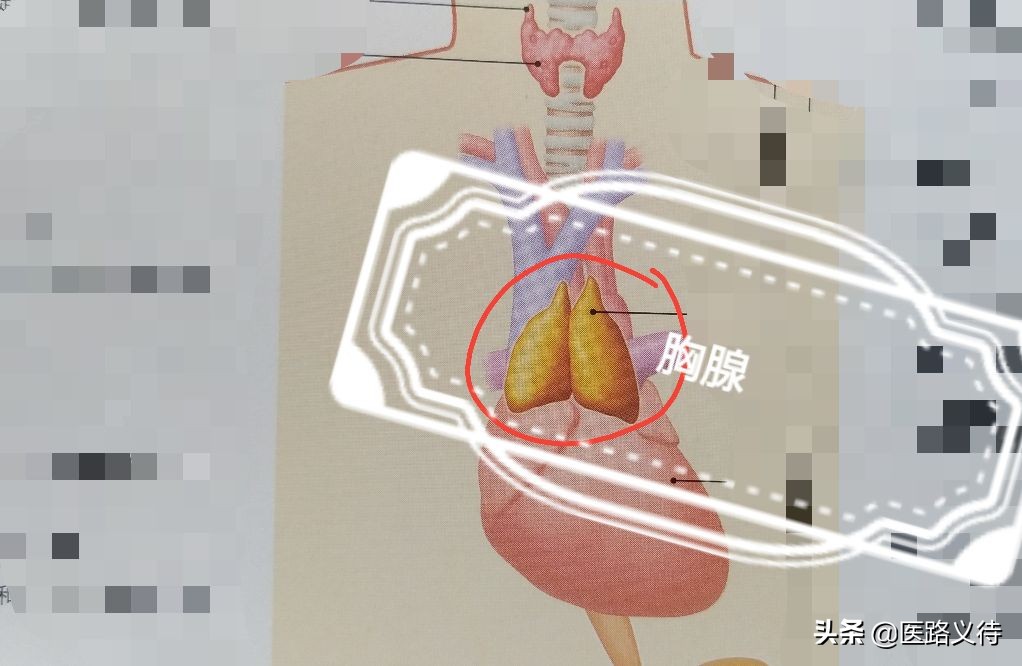 内分泌腺体的作用,内分泌有哪些重要的腺体