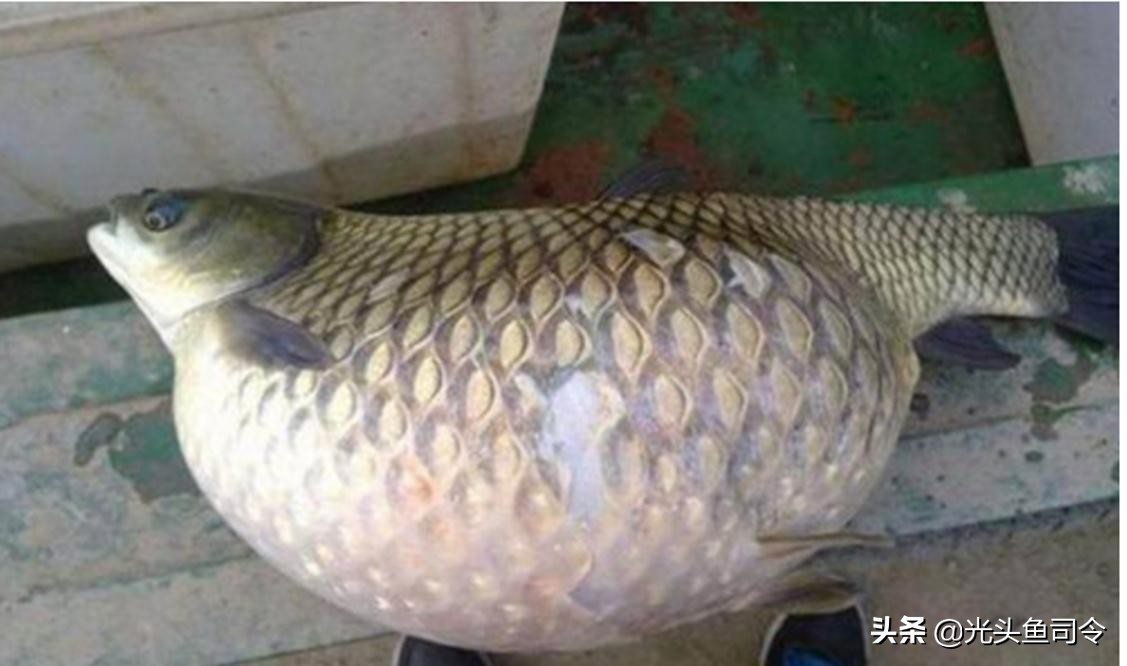 常见几种鱼体寄生虫,鱼类身上肉眼可见的寄生虫