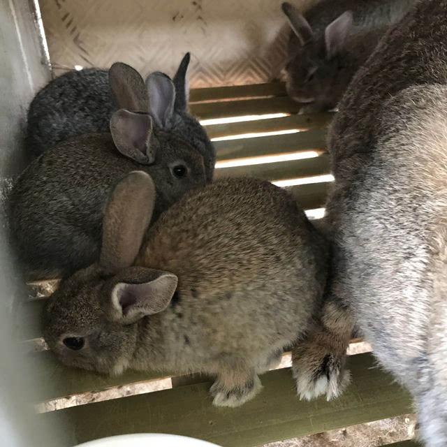 母兔配种可以打疫苗吗,公兔配种技术和方法