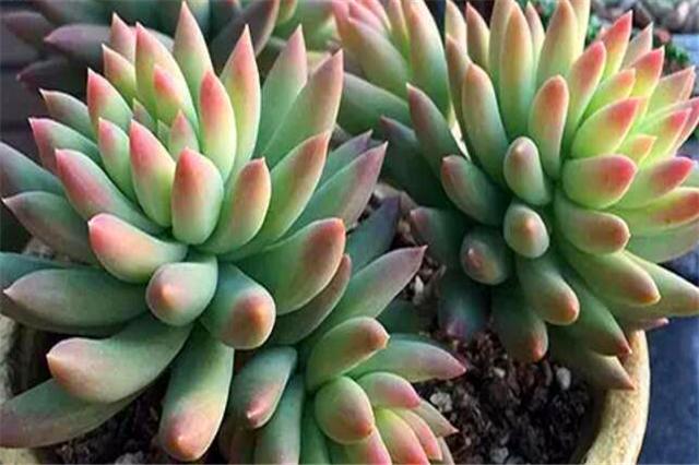 千佛手多肉如何养老桩好看,多肉千佛手好养吗