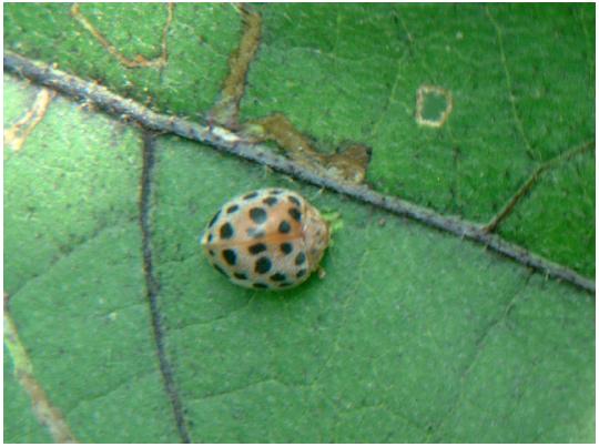 茄子地里有七星瓢虫用什么药杀它,什么杀虫剂能杀瓢虫