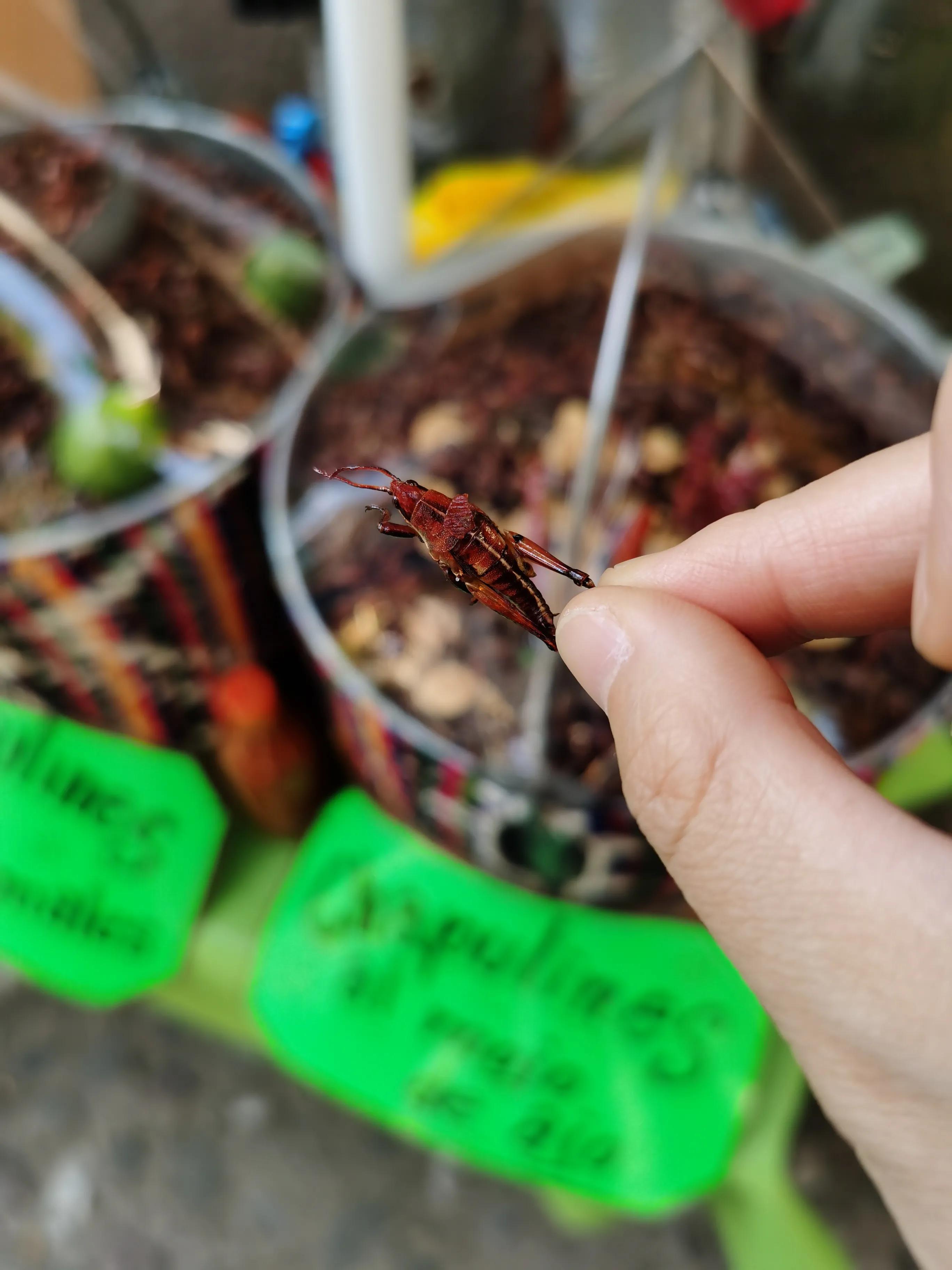 墨西哥第一大小镇,墨西哥的风景小镇