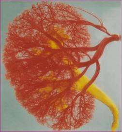 肾结石鸡蛋那么大能手术吗,鸡蛋大的肾结石要怎么处理