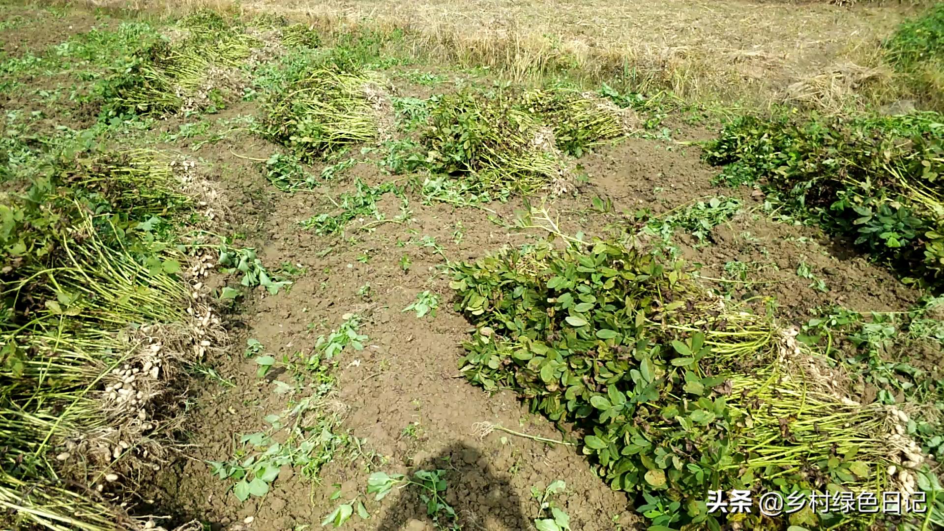 农民花生收获的季节,农民收获花生场景