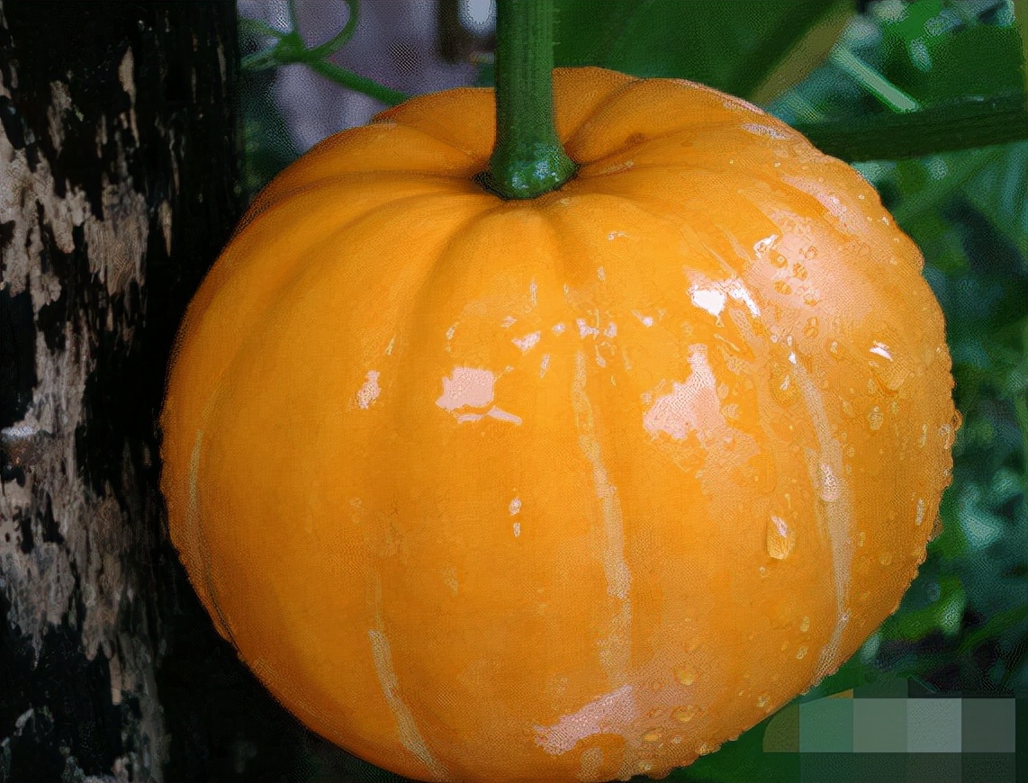 羊肉卷不能和哪些食物一起吃,羊肉不能跟六种食物一起吃
