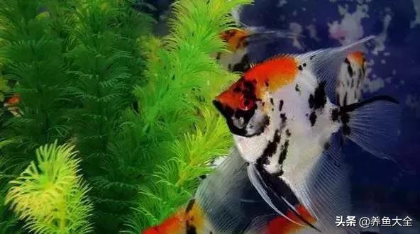 观赏鱼生病的症状及治疗方法,观赏鱼生病了可以用呋喃西林吗