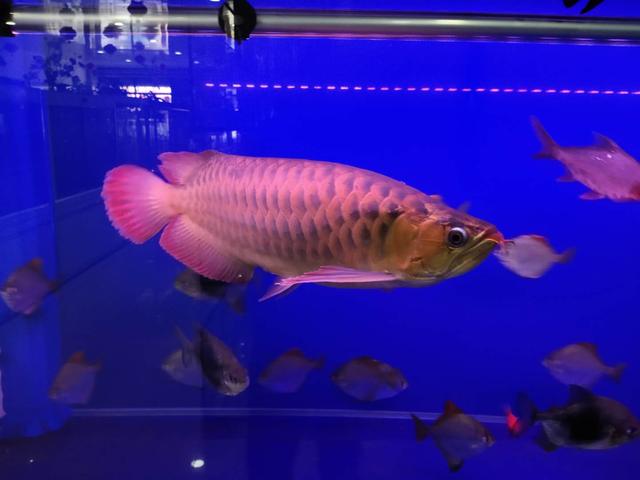 清洗滤棉不伤硝化细菌,滤棉怎么清洗视频教程