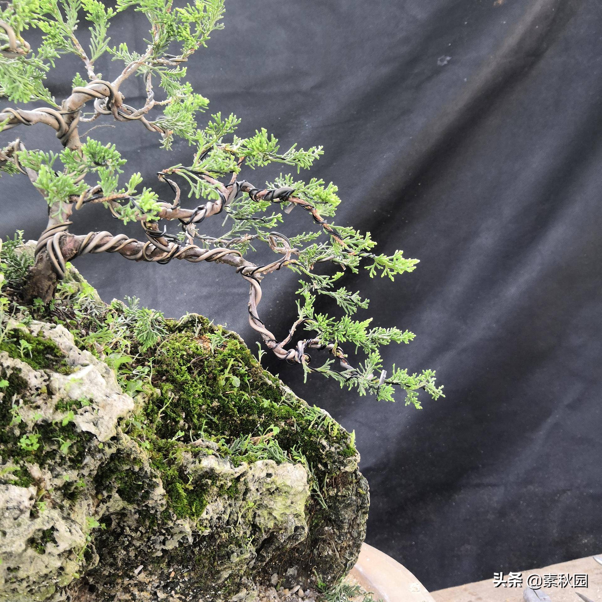 关于系鱼川真柏苗与铝线在石头上发生的那些事儿