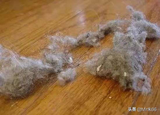 屋里的毛絮特别多怎么办,家里毛絮多怎么消除