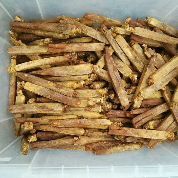 鲜参炮制,鲜参和干人参的区别的功效