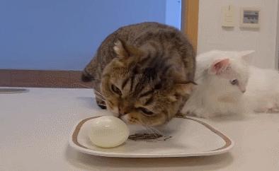 猫咪绿萝中毒会死吗,家里的绿萝在养猫之后死完了