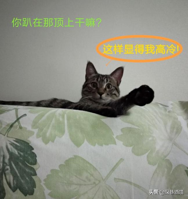 土猫可以当成宠物饲养吗?来!看看网友们是怎么回答的