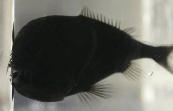 这种鱼太黑了，能吸收99.5%的光线，科学家称其为“超黑鱼”