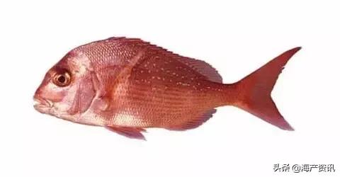 海洋科普世界上都有什么鱼,十种受欢迎的海鲜鱼类