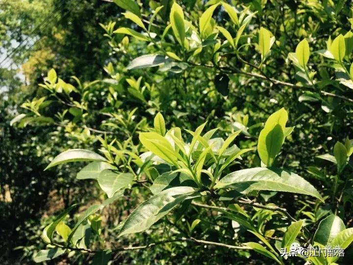 广东美丽台山,美丽台山